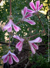Pelargonium coriandrifolium x anethifolium airy growth botanical collector pelargonium for sale at TOMs FLOWer CLUB Zurich Switzerland