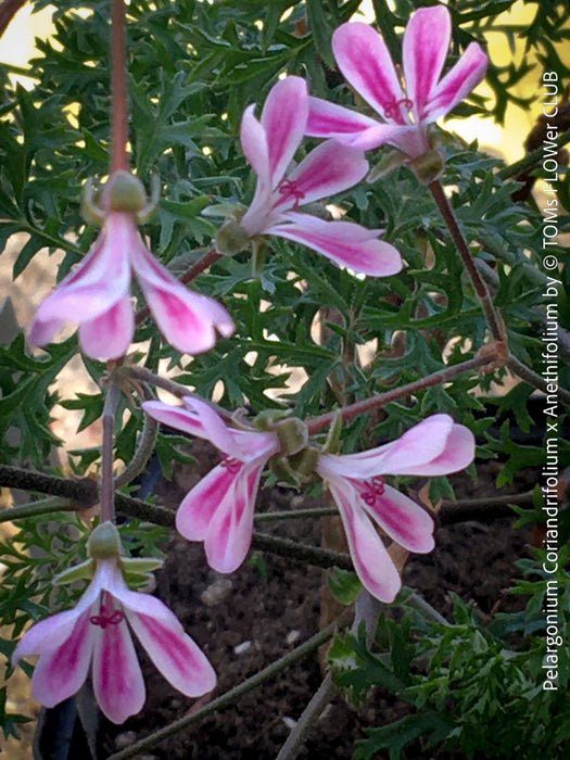 Pelargonium coriandrifolium x anethifolium airy growth botanical collector pelargonium for sale at TOMs FLOWer CLUB Zurich Switzerland