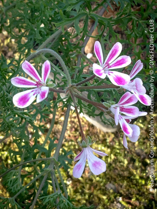rare Pelargonium species hybrid coriander dill like foliage plant for sale at TOMs FLOWer CLUB Zurich Switzerland