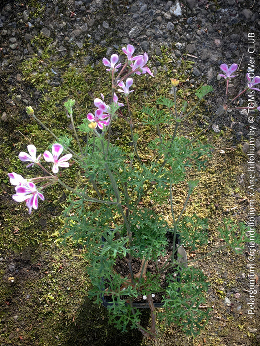 Pelargonium coriandrifolium anethifolium close-up finely divided aromatic leaves botanical plant for sale at TOMs FLOWer CLUB Zurich Switzerland