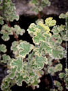Pelargonium Crispum Variegatum, organically grown tropical South African plants for sale at TOMs FLOWer CLUB