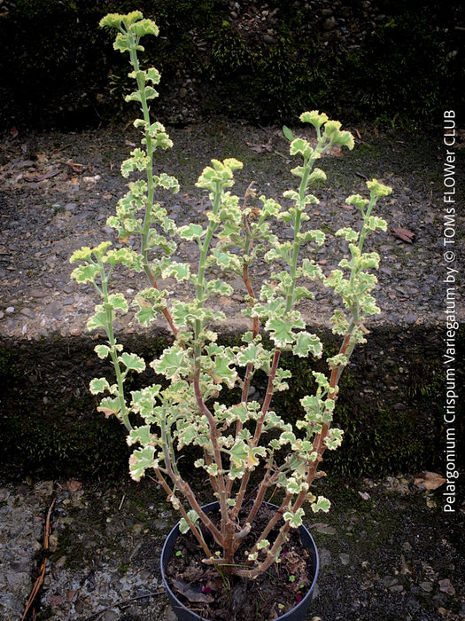 Pelargonium Crispum Variegatum, organically grown tropical South African plants for sale at TOMs FLOWer CLUB