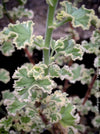 Pelargonium Crispum Variegatum, organically grown tropical South African plants for sale at TOMs FLOWer CLUB