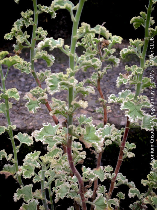 Pelargonium Crispum Variegatum, organically grown tropical South African plants for sale at TOMs FLOWer CLUB