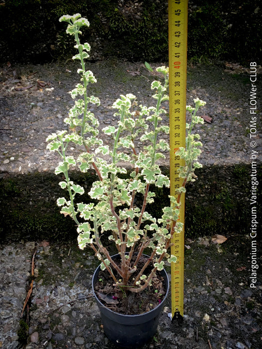 Pelargonium Crispum Variegatum, organically grown tropical South African plants for sale at TOMs FLOWer CLUB
