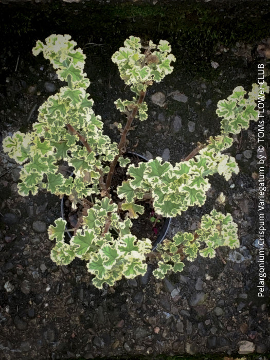 Pelargonium Crispum Variegatum, organically grown tropical South African plants for sale at TOMs FLOWer CLUB