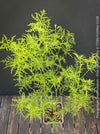 Pelargonium Denticulatum, Pine Geranium with fragrant leaves for sale at TOMs FLOWer CLUB