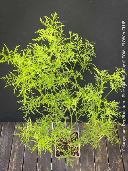 Pelargonium Denticulatum, Pine Geranium with fragrant leaves for sale at TOMs FLOWer CLUB