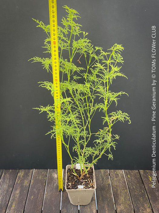 Pelargonium Denticulatum, Pine Geranium with fragrant leaves for sale at TOMs FLOWer CLUB