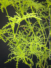 Pelargonium Denticulatum, Pine Geranium with fragrant leaves for sale at TOMs FLOWer CLUB