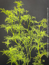 Pelargonium Denticulatum, Pine Geranium with fragrant leaves for sale at TOMs FLOWer CLUB