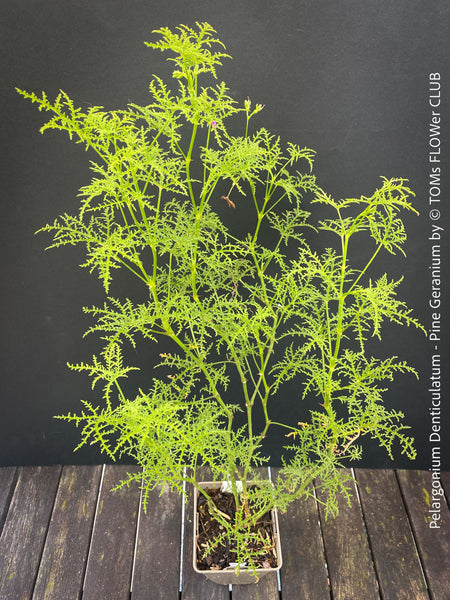 Pelargonium Denticulatum, Pine Geranium with fragrant leaves for sale at TOMs FLOWer CLUB