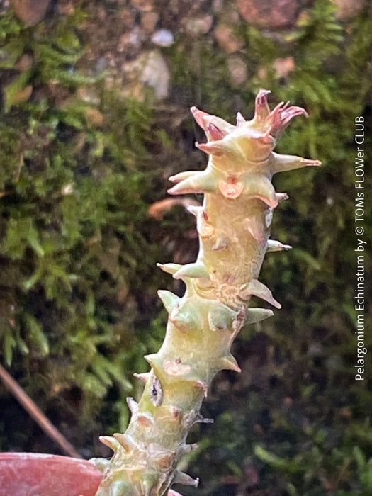 Pelargonium Echinatum, organically grown South African plants for sale, TOMs FLOWer CLUB