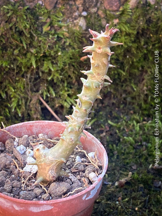 Pelargonium Echinatum, organically grown South African plants for sale, TOMs FLOWer CLUB
