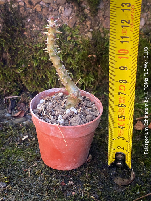 Pelargonium Echinatum, organically grown South African plants for sale, TOMs FLOWer CLUB