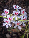 White flower of Pelargonium Echinatum, organically grown South African plants for sale, TOMs FLOWer CLUB