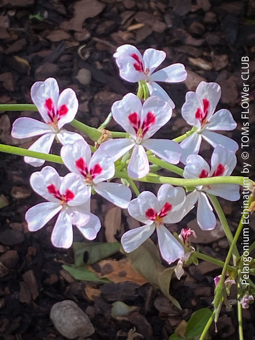 White flower of Pelargonium Echinatum, organically grown South African plants for sale, TOMs FLOWer CLUB