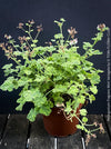 White flowering Pelargonium fragrans variegata fragrant geranium rare scented plant for sale at TOMs FLOWer CLUB from own propagation collection