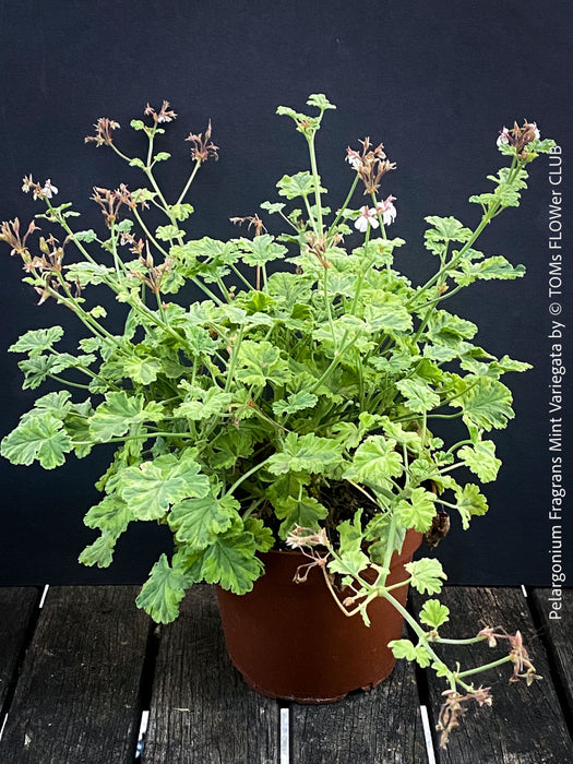 White flowering Pelargonium fragrans variegata fragrant geranium rare scented plant for sale at TOMs FLOWer CLUB from own propagation collection