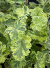 leaf detail of Pelargonium fragrans variegata fragrant geranium rare scented plant for sale at TOMs FLOWer CLUB from own propagation collection