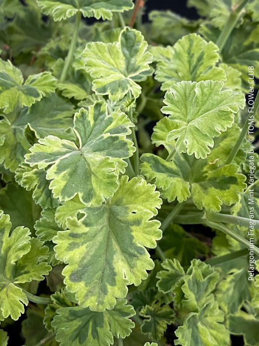 leaf detail of Pelargonium fragrans variegata fragrant geranium rare scented plant for sale at TOMs FLOWer CLUB from own propagation collection