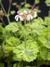 White flower of Pelargonium fragrans variegata fragrant geranium rare scented plant for sale at TOMs FLOWer CLUB from own propagation collection