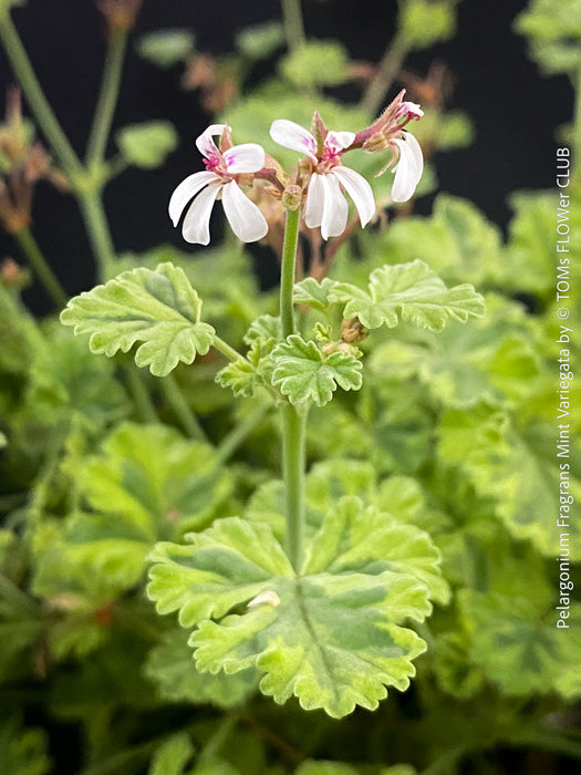 White flower of Pelargonium fragrans variegata fragrant geranium rare scented plant for sale at TOMs FLOWer CLUB from own propagation collection