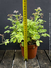 Mature Pelargonium fragrans variegata fragrant geranium rare scented plant for sale at TOMs FLOWer CLUB from own propagation collection