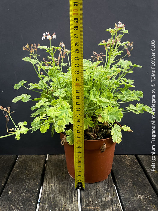 Mature Pelargonium fragrans variegata fragrant geranium rare scented plant for sale at TOMs FLOWer CLUB from own propagation collection