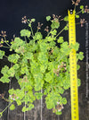 Pelargonium fragrans variegata fragrant geranium rare scented plant for sale at TOMs FLOWer CLUB from own propagation collection