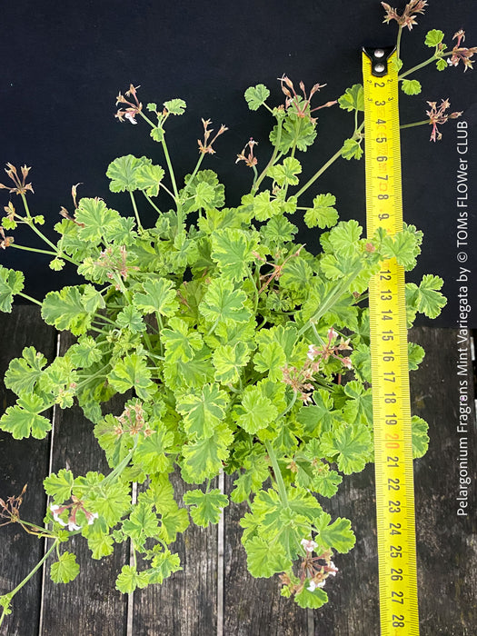 Pelargonium fragrans variegata fragrant geranium rare scented plant for sale at TOMs FLOWer CLUB from own propagation collection