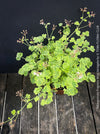 Pelargonium fragrans variegata fragrant geranium rare scented plant for sale at TOMs FLOWer CLUB from own propagation collection