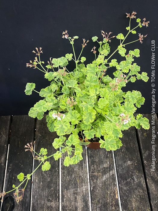 Pelargonium fragrans variegata fragrant geranium rare scented plant for sale at TOMs FLOWer CLUB from own propagation collection