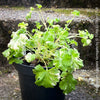 rare Pelargonium fragrans fragrant geranium compact shrub patio plant for sale at TOMs FLOWer CLUB from own propagation