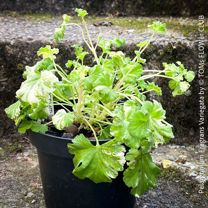 rare Pelargonium fragrans fragrant geranium compact shrub patio plant for sale at TOMs FLOWer CLUB from own propagation