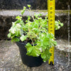 Pelargonium fragrans variegata aromatic geranium decorative sunny balcony plant for sale at TOMs FLOWer CLUB
