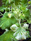 Pelargonium fragrans variegata white flowers scented leaf plant easy care shrub for sale at TOMs FLOWer CLUB