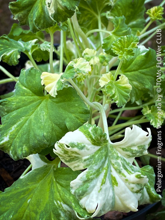 Pelargonium fragrans variegata white flowers scented leaf plant easy care shrub for sale at TOMs FLOWer CLUB