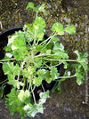 Pelargonium fragrans variegata potted fragrant geranium organic substrate plant for sale at TOMs FLOWer CLUB