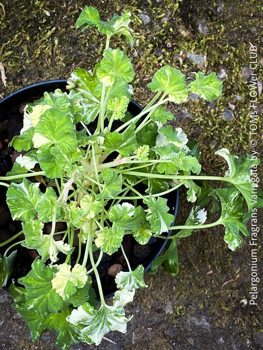 Pelargonium fragrans variegata potted fragrant geranium organic substrate plant for sale at TOMs FLOWer CLUB