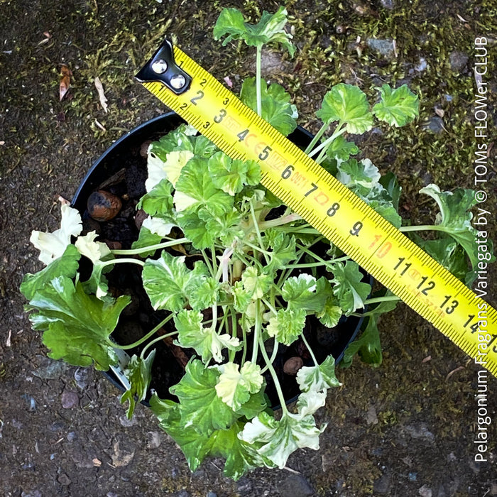 Pelargonium fragrans variegata collector scented pelargonium variegated foliage plant for sale at TOMs FLOWer CLUB