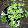 Pelargonium fragrans variegata fragrant geranium rare scented plant for sale at TOMs FLOWer CLUB from own propagation collection