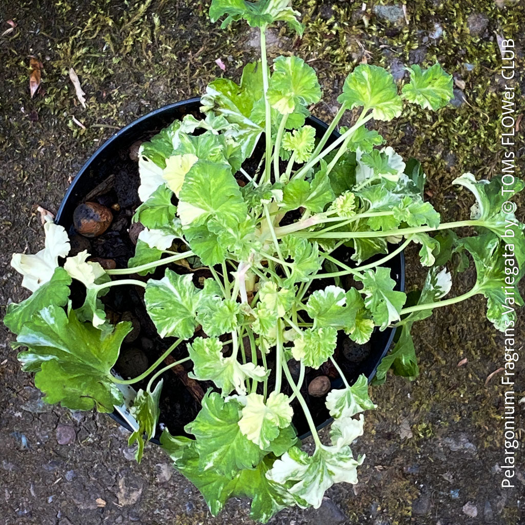 pelargonium variegata Pelargonium Fragrans Variegata