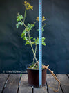 Pelargonium gibbosum fleshy leaves aromatic resinous pelargonium species plant for sale at TOMs FLOWer CLUB Zurich Switzerland