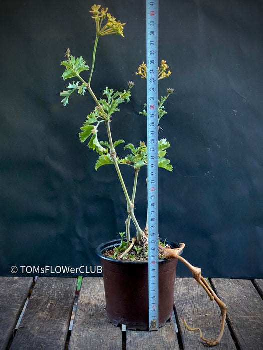 Pelargonium gibbosum fleshy leaves aromatic resinous pelargonium species plant for sale at TOMs FLOWer CLUB Zurich Switzerland