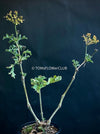 Pelargonium gibbosum fleshy leaves aromatic resinous pelargonium species plant for sale at TOMs FLOWer CLUB Zurich Switzerland
