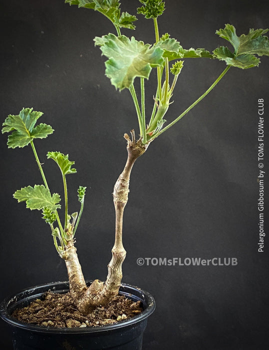 Pelargonium gibbosum botanical succulent geranium rare species display plant for sale at TOMs FLOWer CLUB Zurich Switzerland