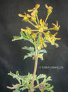 Pelargonium gibbosum rare succulent pelargonium swollen stems aromatic plant for sale at TOMs FLOWer CLUB Zurich Switzerland