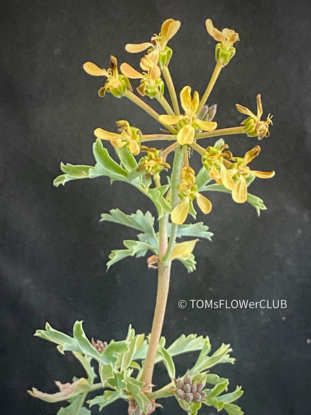Pelargonium gibbosum rare succulent pelargonium swollen stems aromatic plant for sale at TOMs FLOWer CLUB Zurich Switzerland