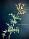 Pelargonium gibbosum close-up knobbly stems coastal species geranium for sale at TOMs FLOWer CLUB Zurich Switzerland